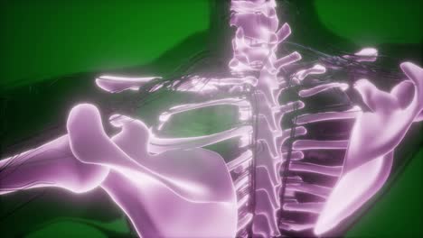 Cuerpo-Humano-Con-Huesos-Esqueléticos-Visibles